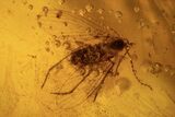 Fossil Flies (Family Psychodidae) In Baltic Amber #109392-3